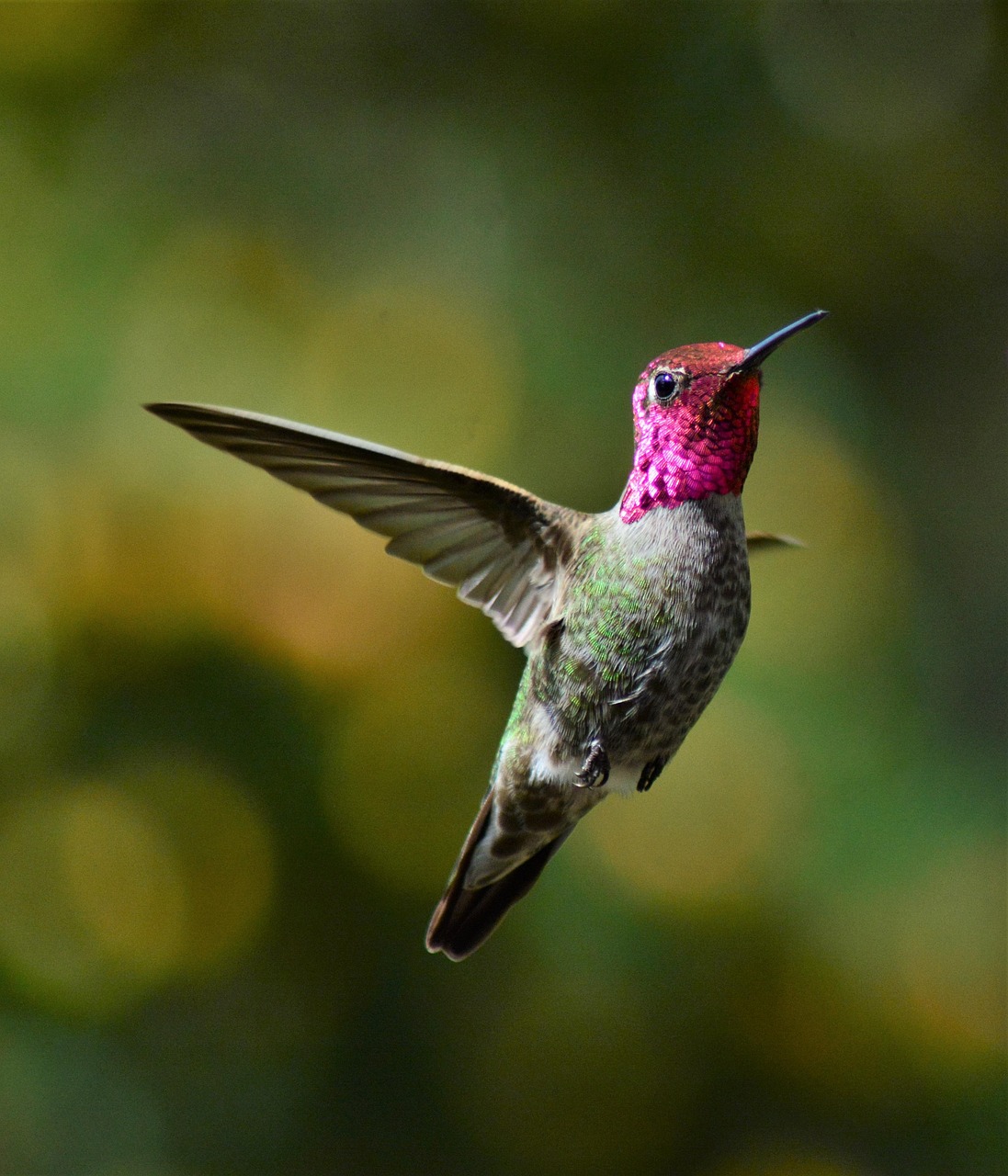 hummingbird 5003882 1280
