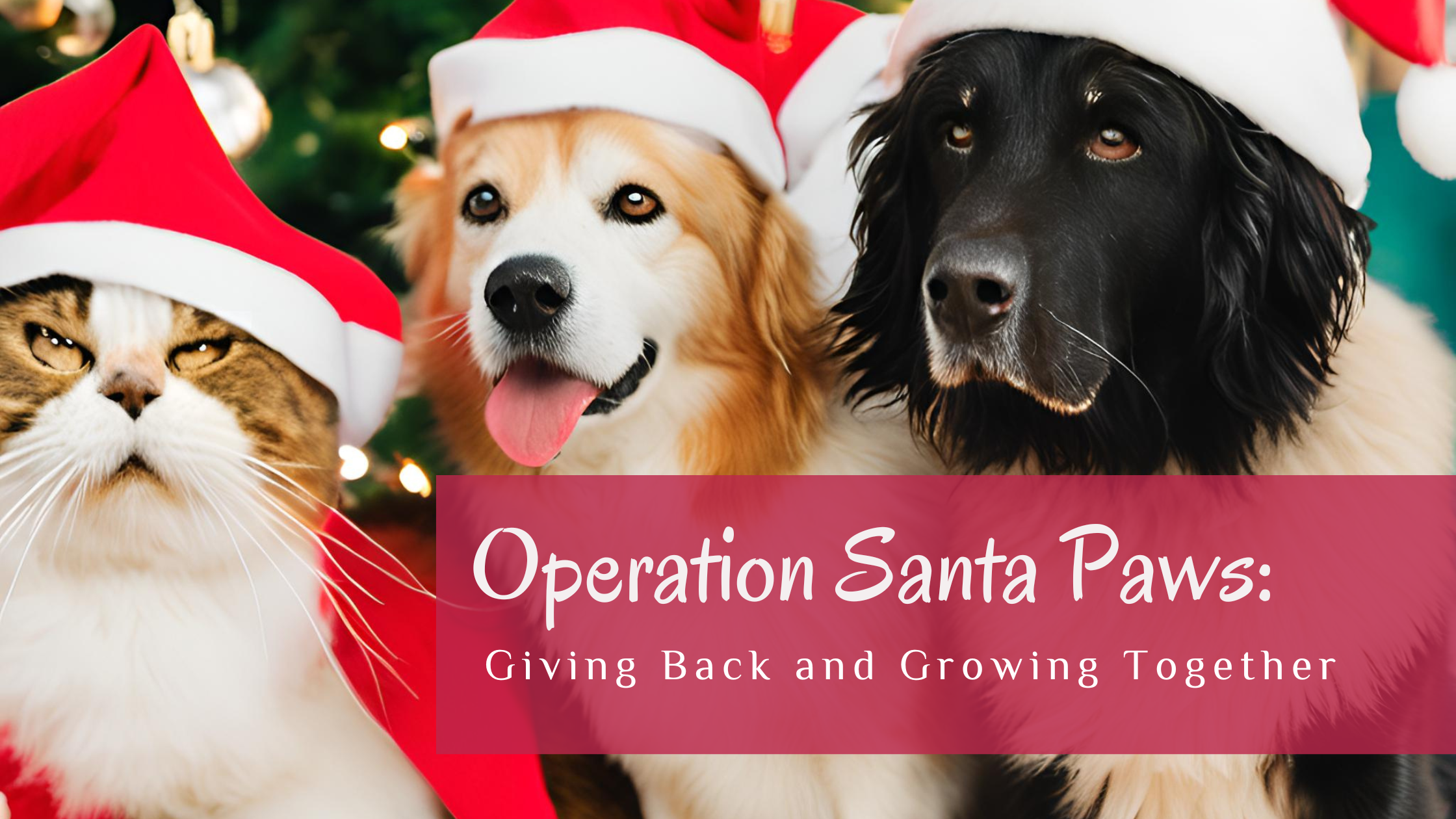 Operation Santa Paws