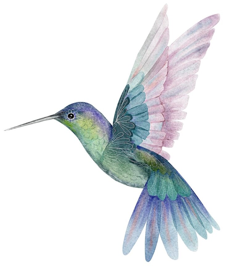 Hummingbird Illustration