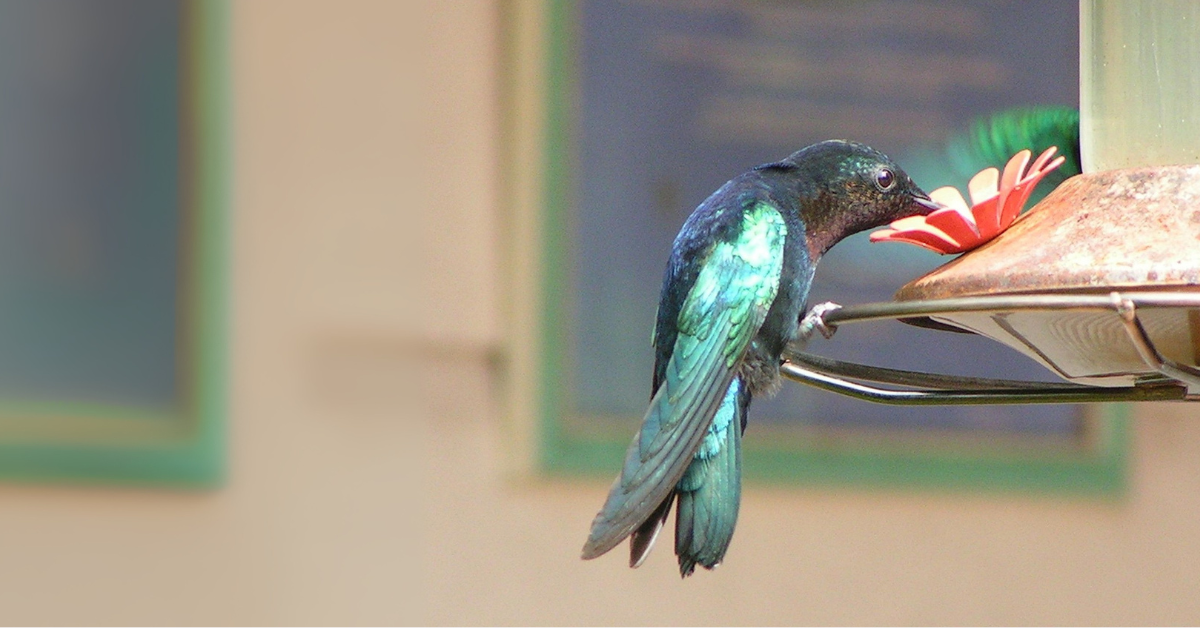 Hummingbird eating