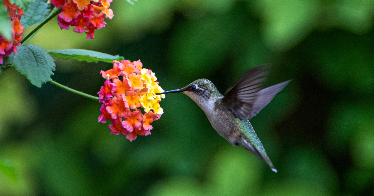 Hummingbird